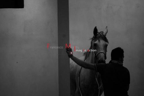 Galoppo-Sassari-Estate-2017_28